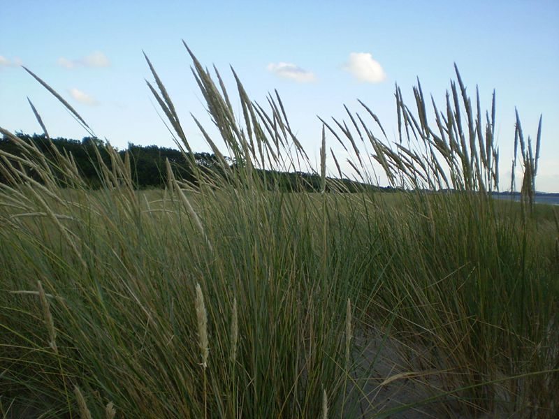 Strandhafer Markgrafenheide Der Strandhafer wird Ihnen bei einem Besuch am Strand von Markgrafenheide öfter begegnen.